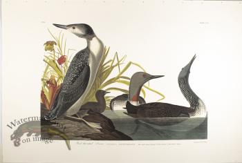 Red-Throated Diver